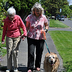 Caregiver Assisting Patient Walking the Dog Caregiver Assisting Elderly Patient Walking the Dog
