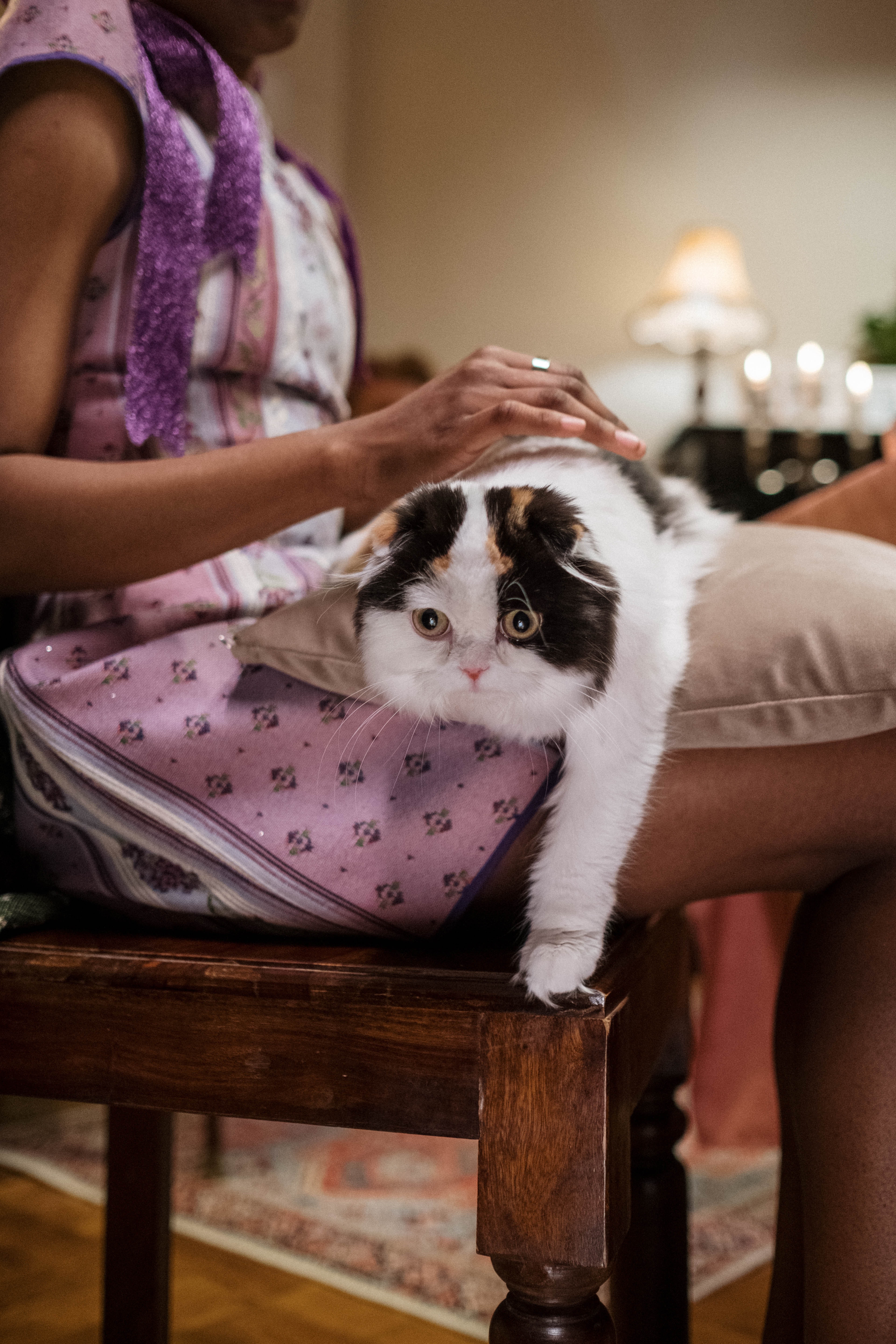 Animal Therapy for Stroke